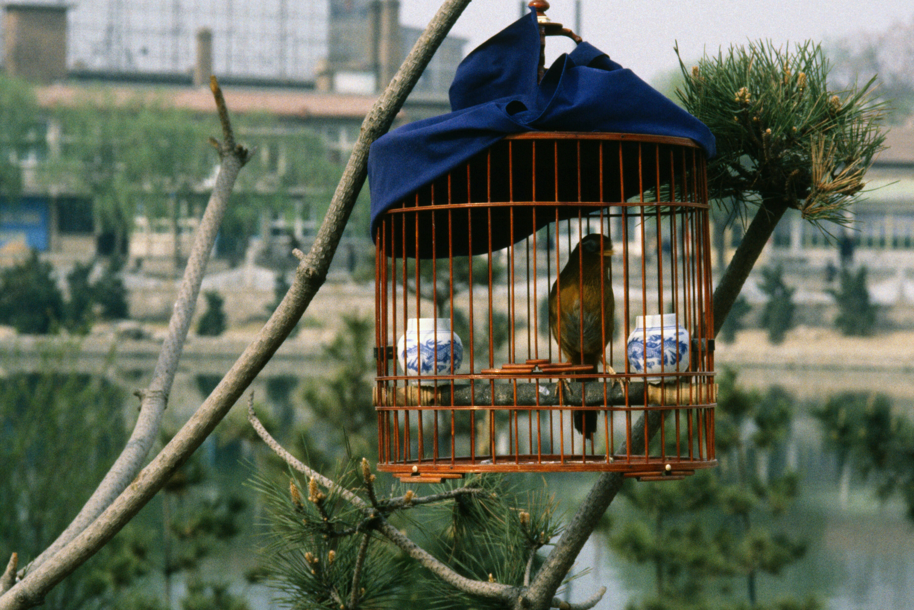 Bird