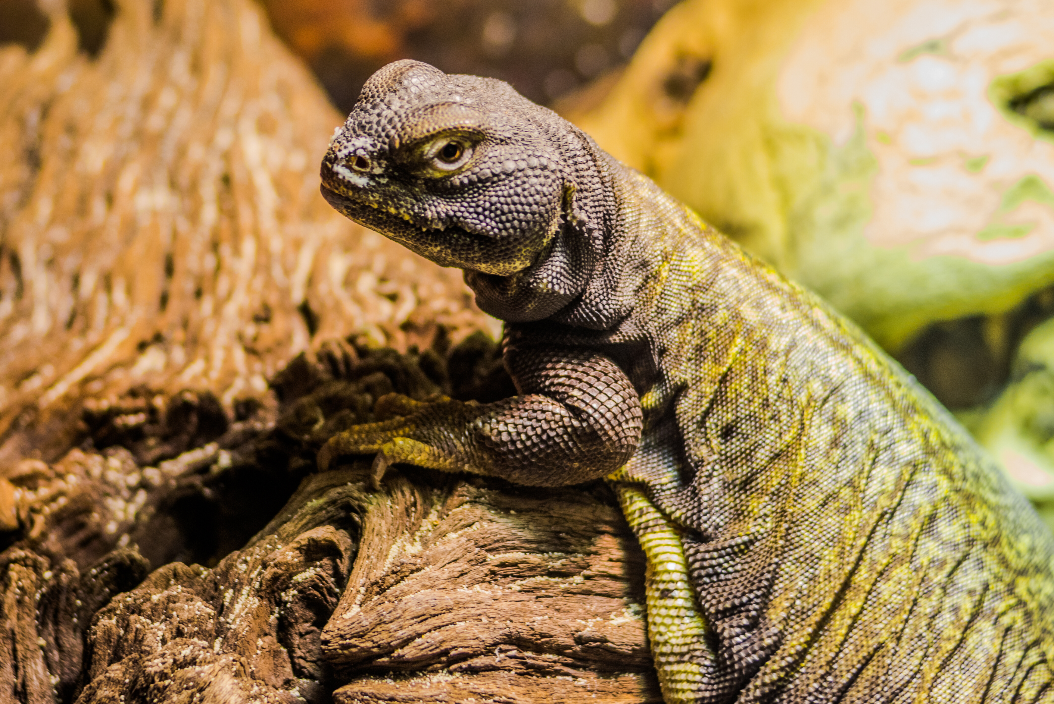 Reptile