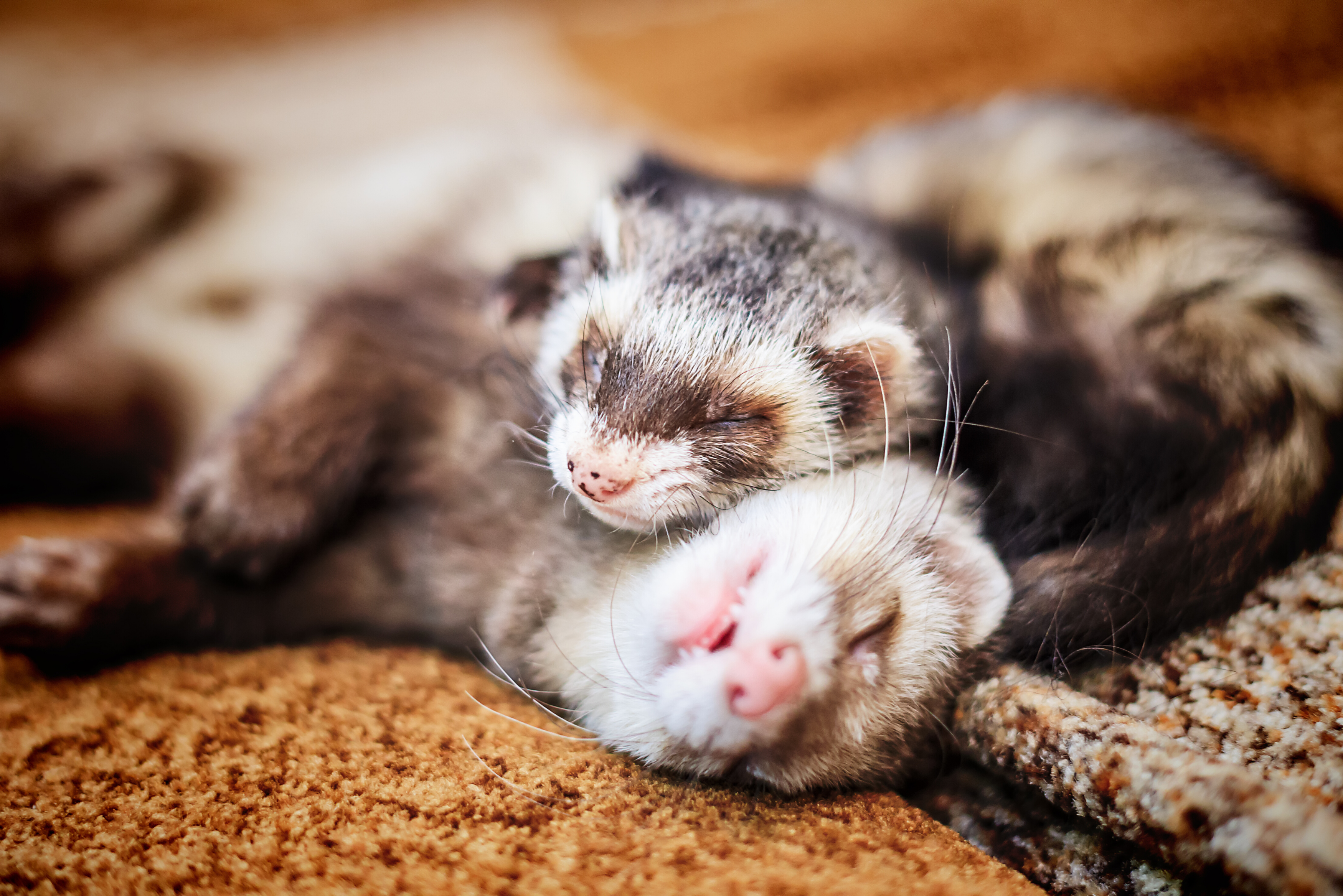 Small Animal