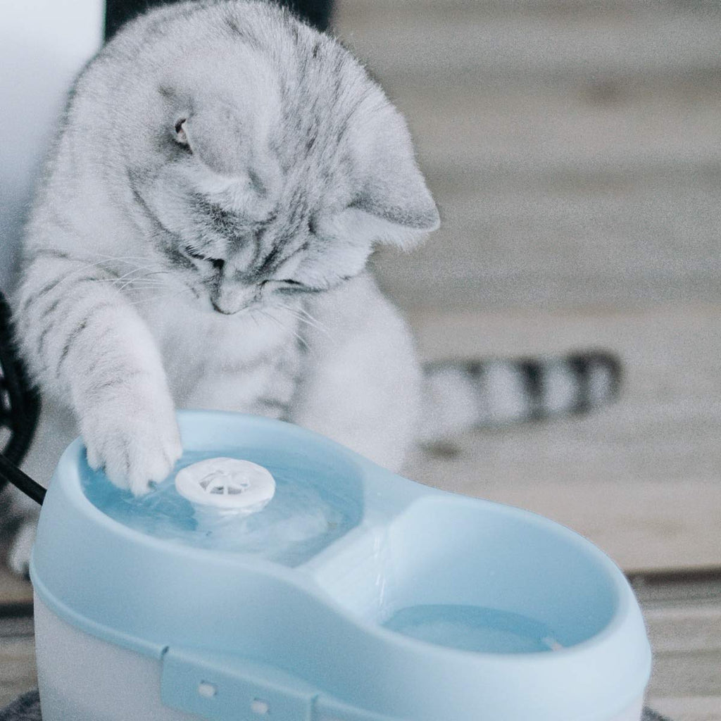 Cat H2O Filtered Cat Water Fountain 67 fl. oz/2.1 Quart with Filter & Dental Care Tablet, Blue/Translucent White